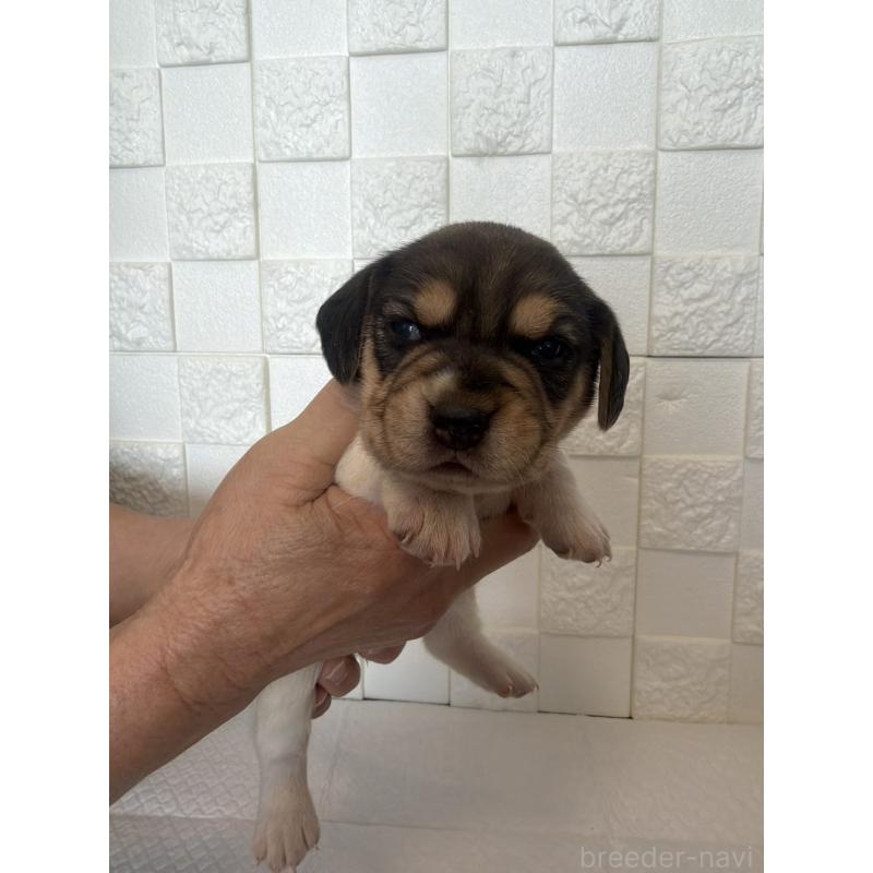 販売中の群馬県のビーグル-442947の3枚目