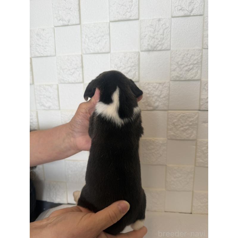 販売中の群馬県のビーグル-442947の2枚目