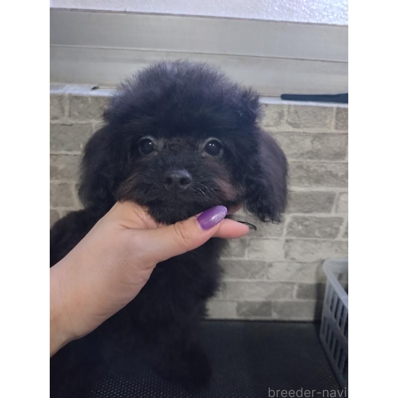 販売中の福岡県のチワプー:チワワ×トイプードル-435715の3枚目