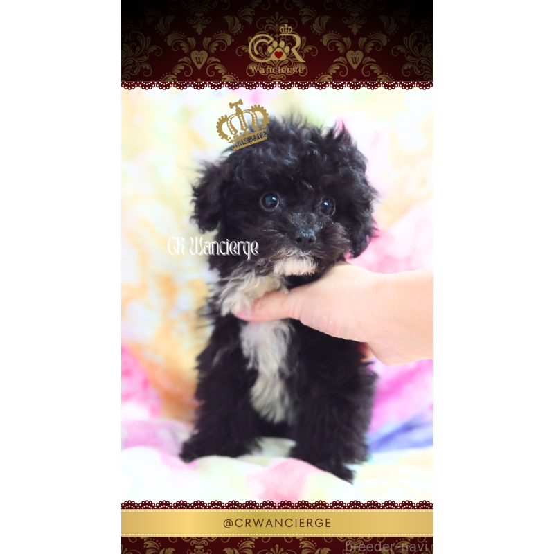 販売中の愛媛県のトイプードル-430150の3枚目