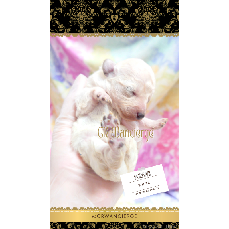 販売中の愛媛県のタイニープードル-442948の4枚目