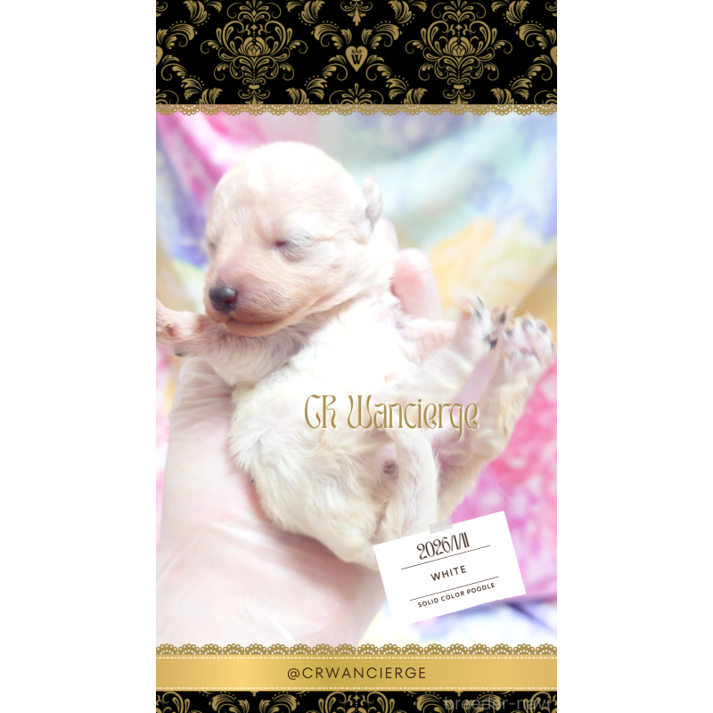 販売中の愛媛県のタイニープードル-442948の3枚目