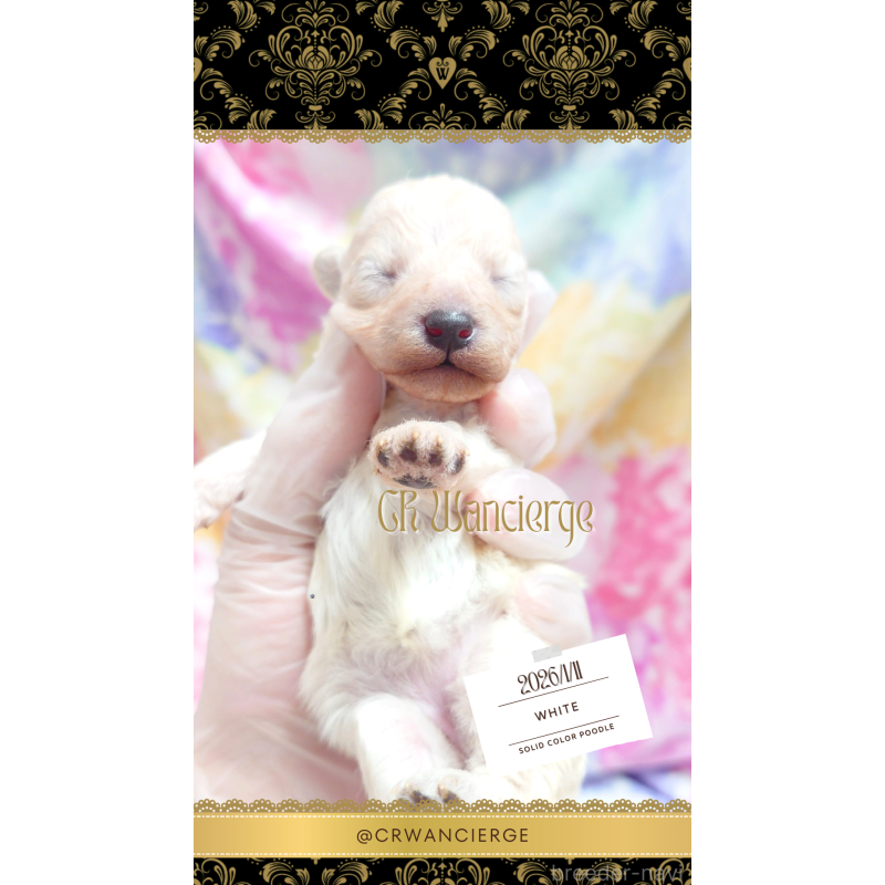 販売中の愛媛県のタイニープードル-442948の2枚目