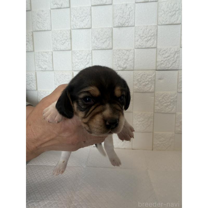 販売中の群馬県のビーグル-442949の10枚目