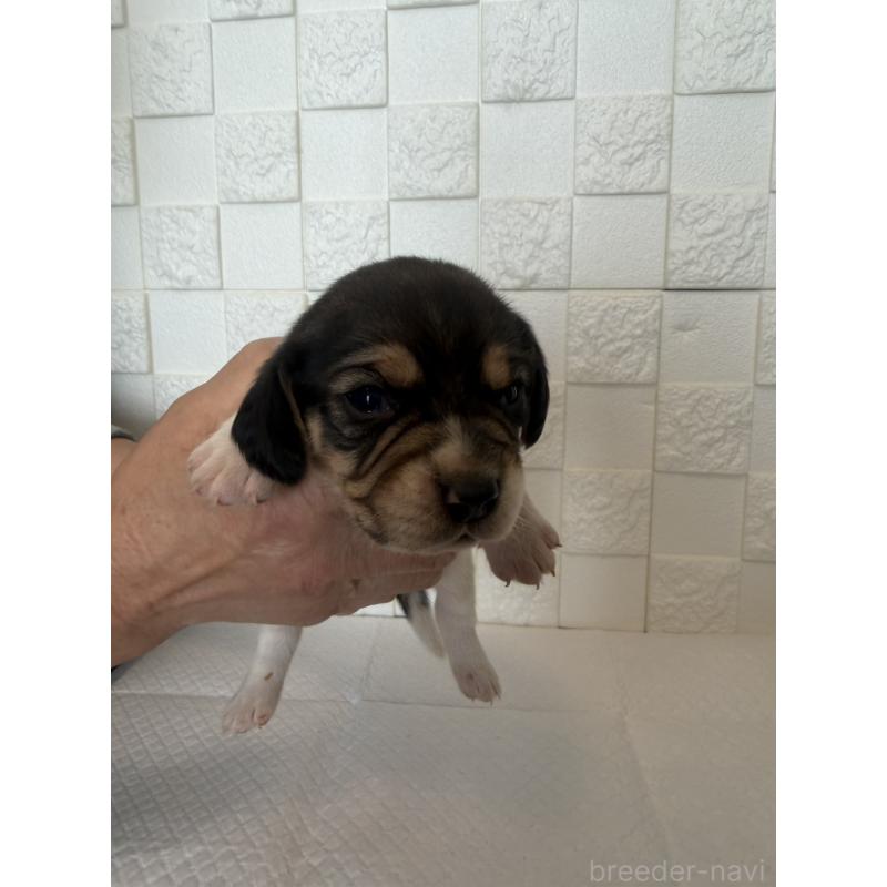 販売中の群馬県のビーグル-442949の8枚目