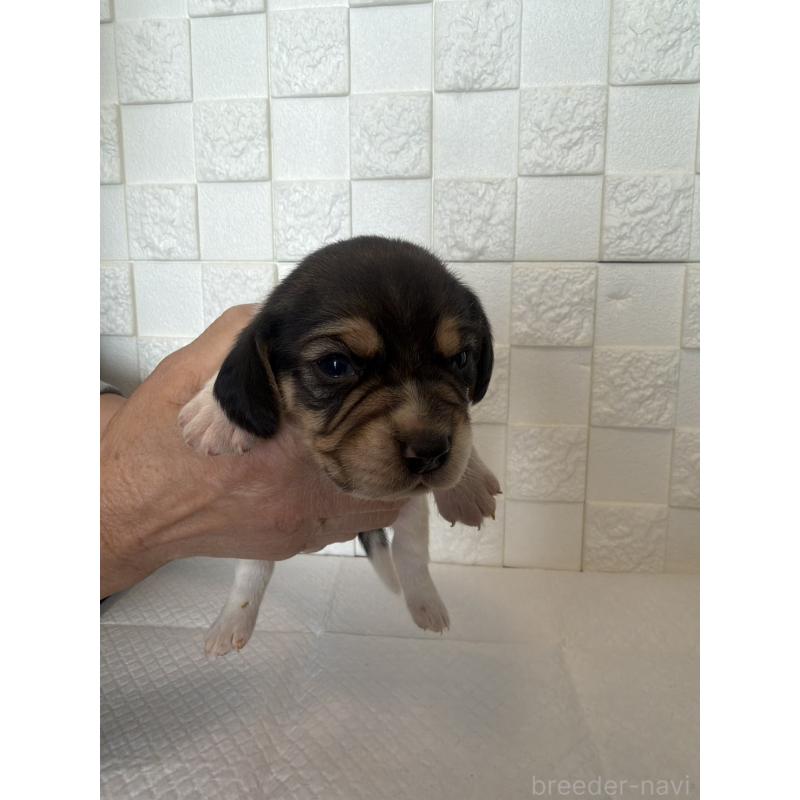 販売中の群馬県のビーグル-442949の9枚目