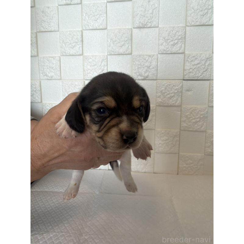 販売中の群馬県のビーグル-442949の7枚目