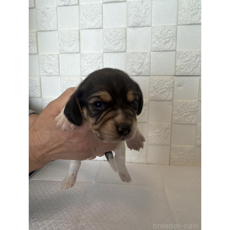 販売中の群馬県のビーグル-442949の6枚目