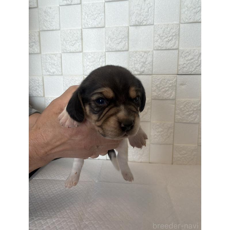 販売中の群馬県のビーグル-442949の5枚目