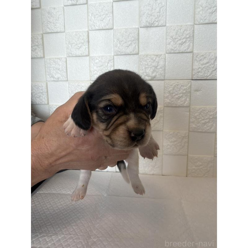 販売中の群馬県のビーグル-442949の4枚目