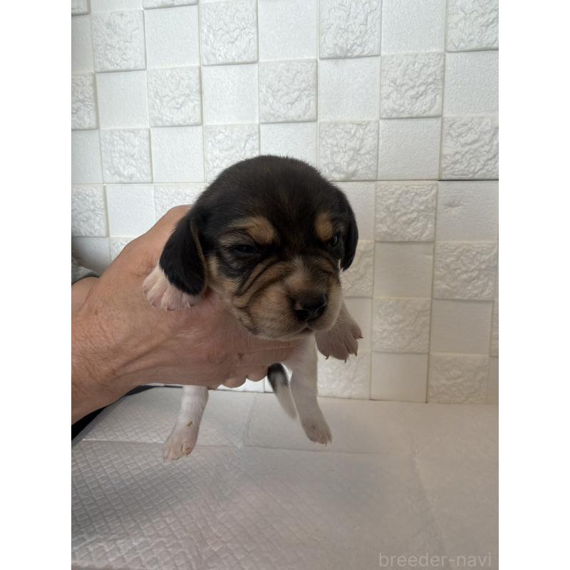 販売中の群馬県のビーグル-442949の3枚目