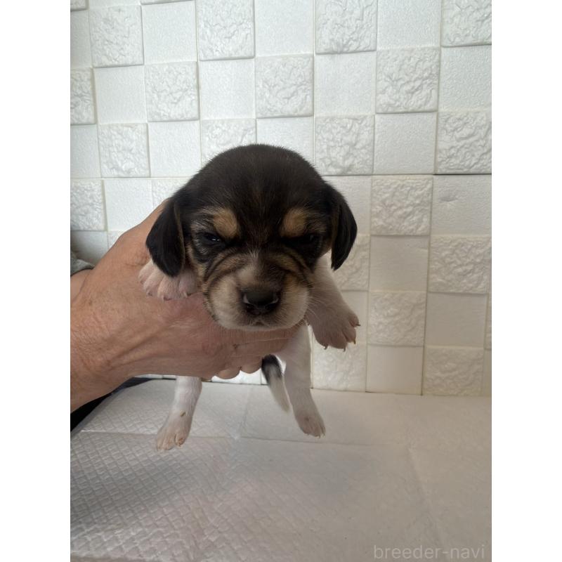 販売中の群馬県のビーグル-442949