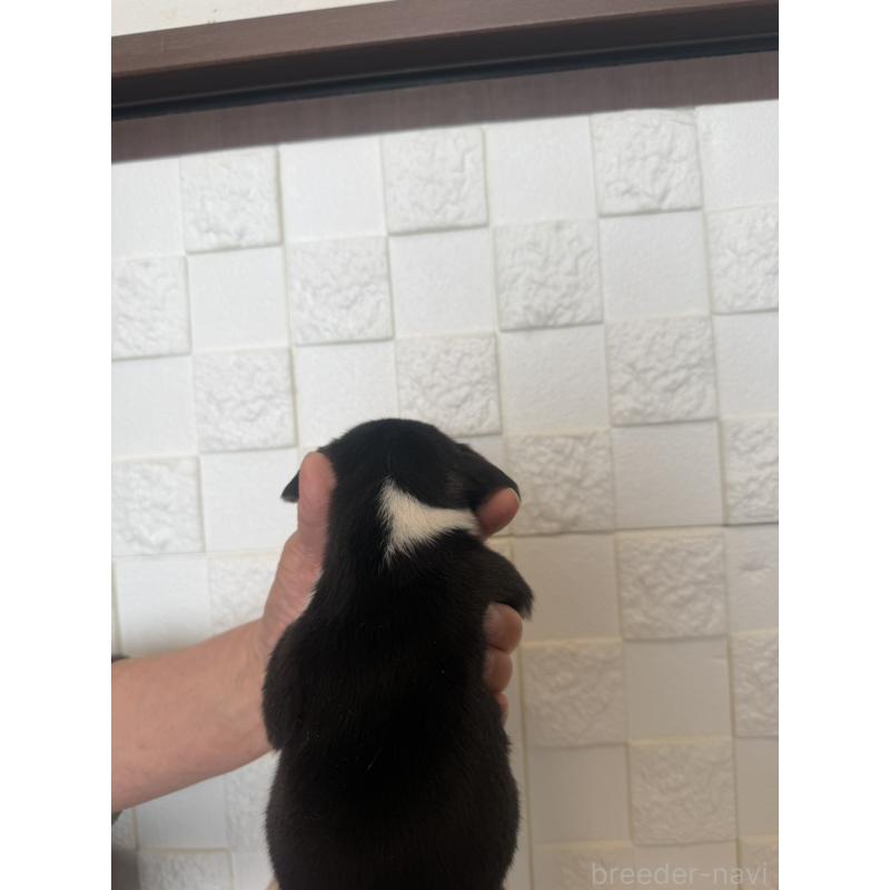 販売中の群馬県のビーグル-442949の2枚目