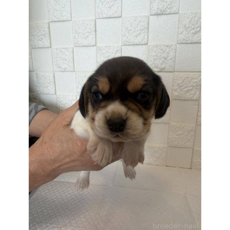 販売中の群馬県のビーグル-442952の1枚目