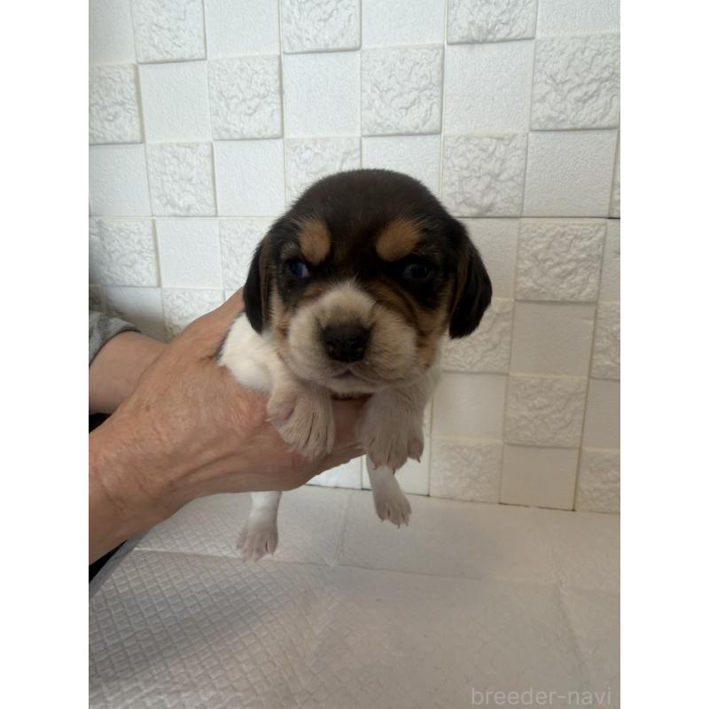 販売中の群馬県のビーグル-442952の10枚目