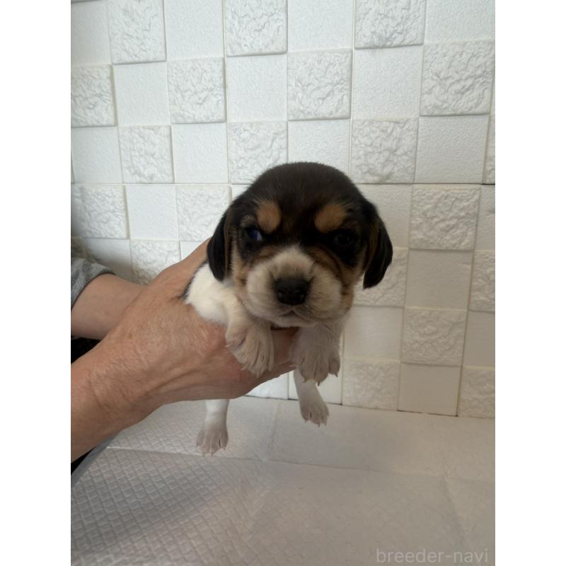 販売中の群馬県のビーグル-442952の9枚目