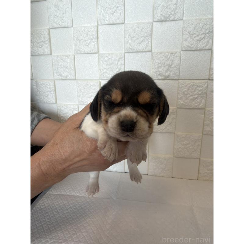 販売中の群馬県のビーグル-442952の8枚目