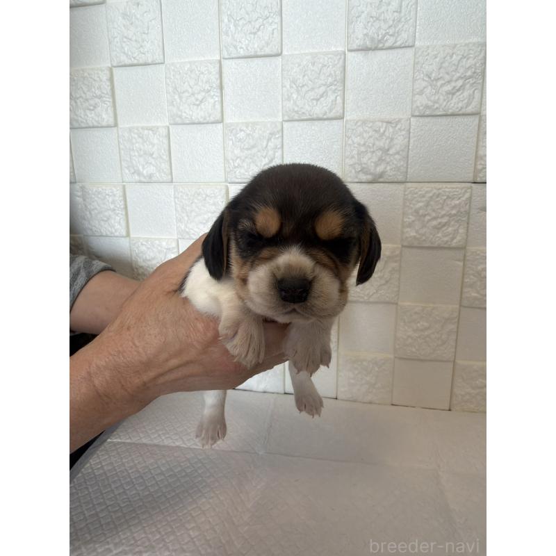 販売中の群馬県のビーグル-442952の7枚目