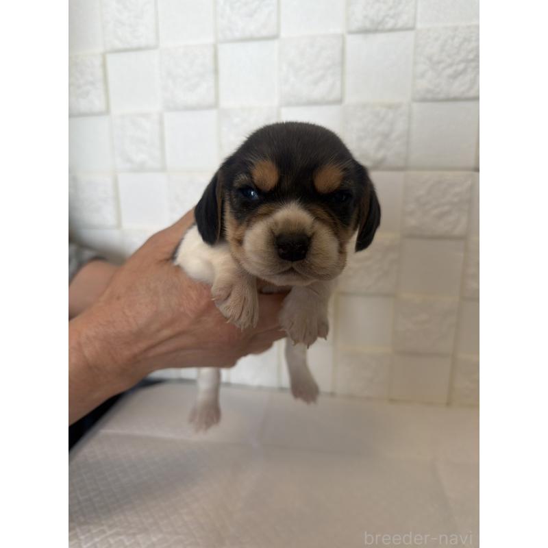 販売中の群馬県のビーグル-442952の5枚目