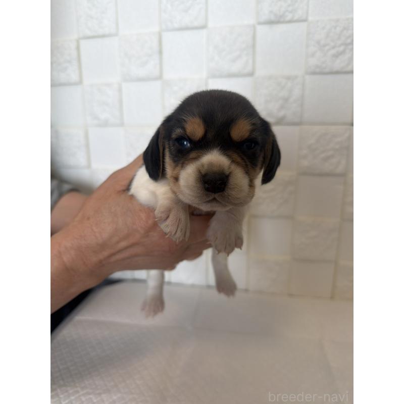 販売中の群馬県のビーグル-442952の6枚目