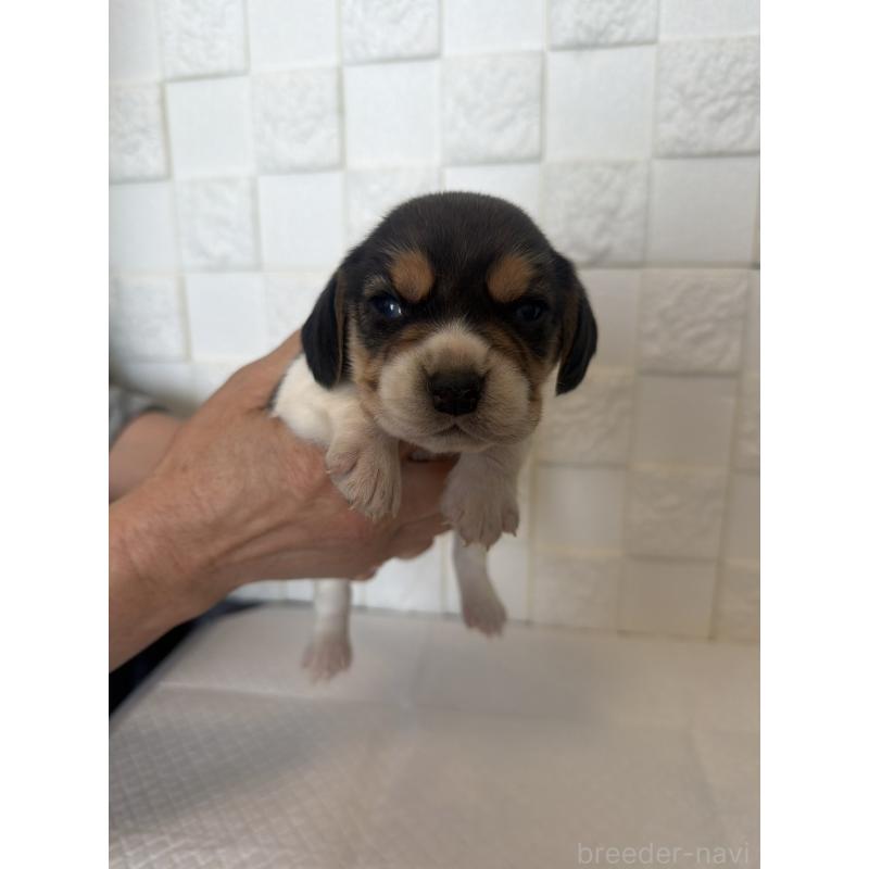 販売中の群馬県のビーグル-442952の4枚目