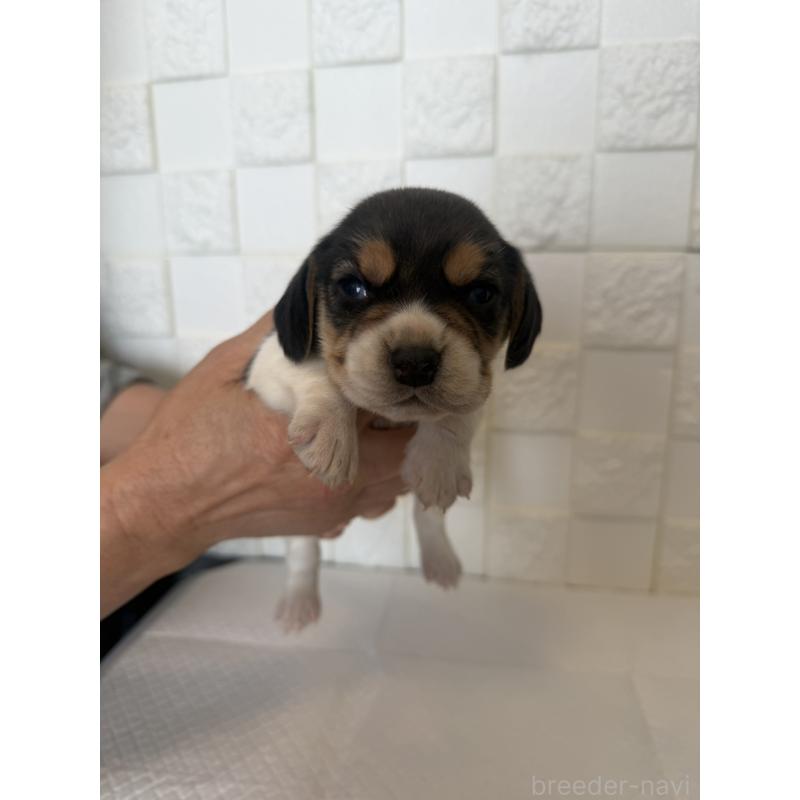 販売中の群馬県のビーグル-442952の3枚目