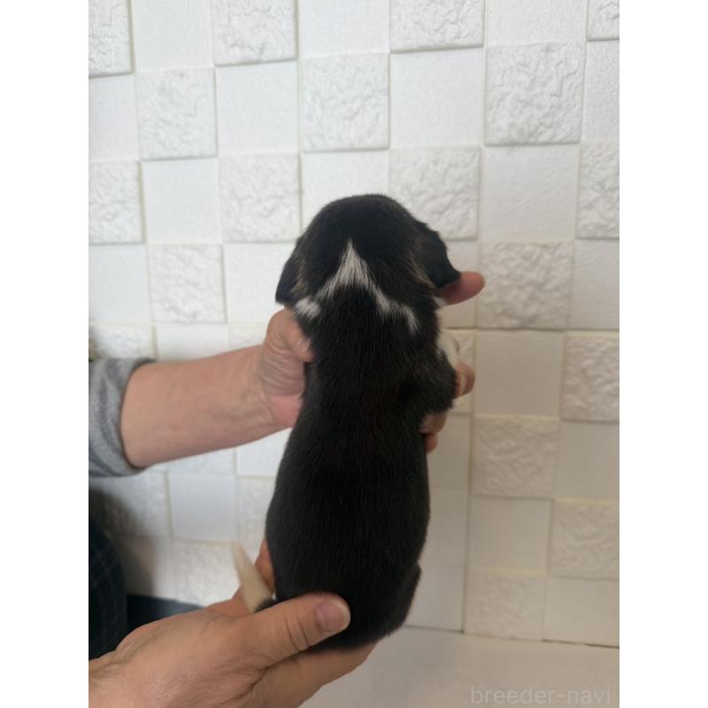 販売中の群馬県のビーグル-442952の2枚目