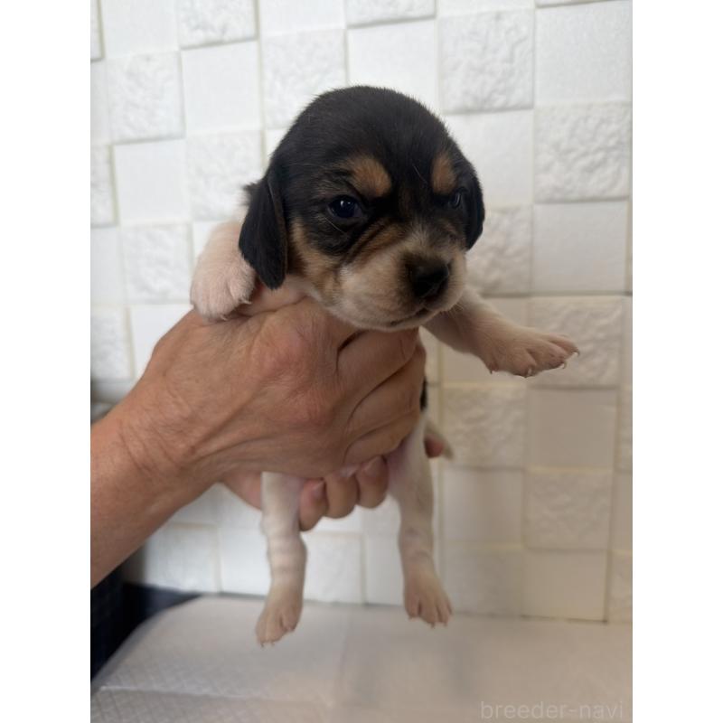 商談中の群馬県のビーグル-442955の8枚目