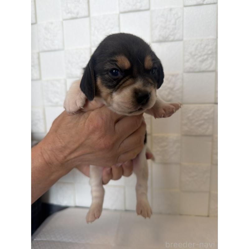 商談中の群馬県のビーグル-442955の7枚目