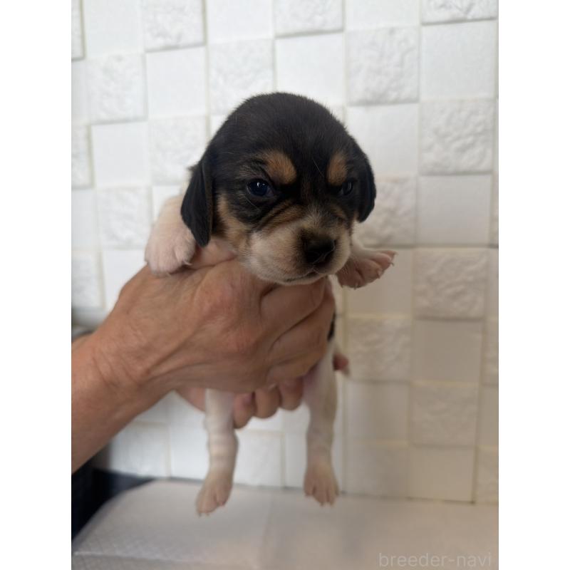 商談中の群馬県のビーグル-442955の5枚目