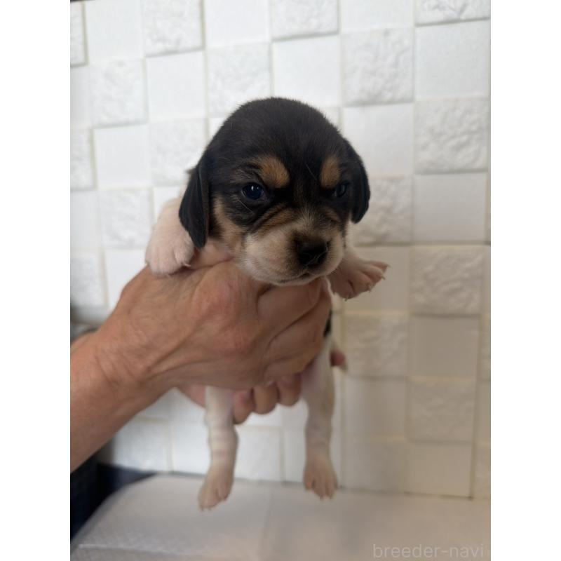 商談中の群馬県のビーグル-442955の4枚目