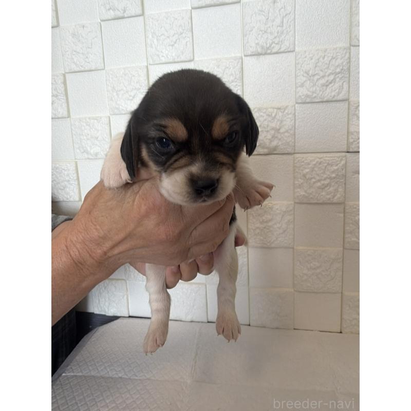 商談中の群馬県のビーグル-442955の3枚目