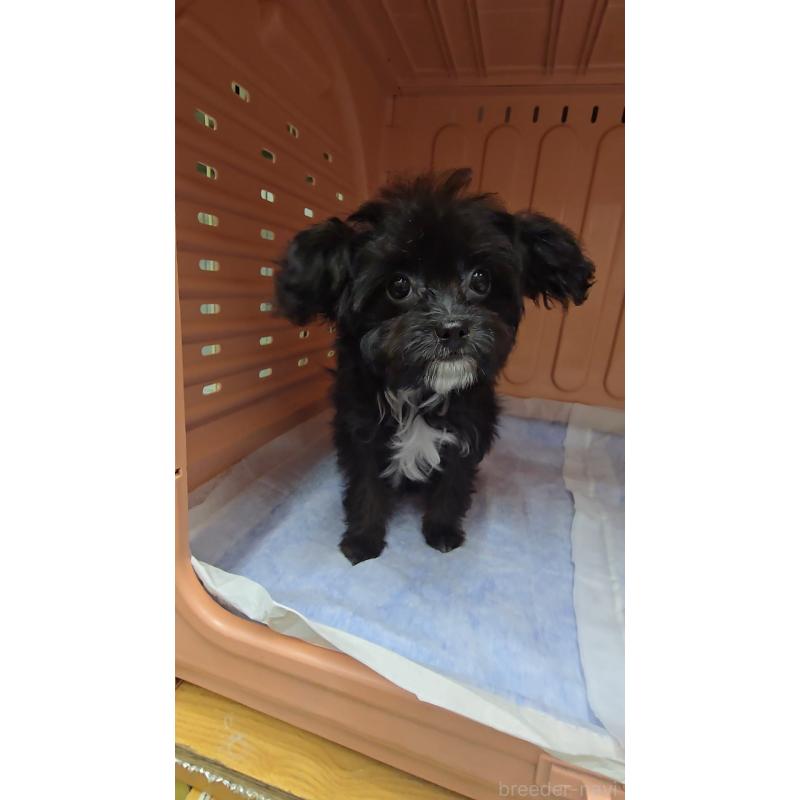 商談中の東京都のチワプー:チワワ×トイプードル-429803の4枚目