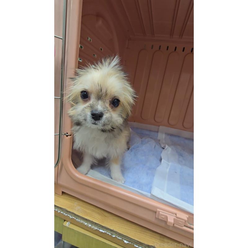 販売中の東京都のチワマル:チワワ×マルチーズ-434386の2枚目