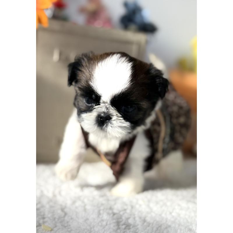 成約済の宮崎県のシーズー-437247の8枚目