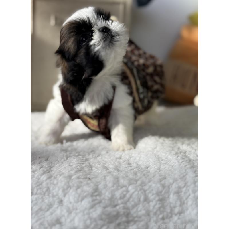 成約済の宮崎県のシーズー-437247の7枚目