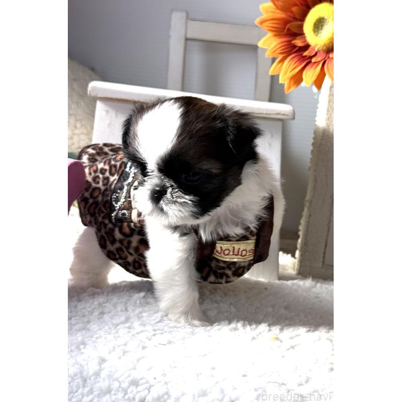 成約済の宮崎県のシーズー-437247の6枚目