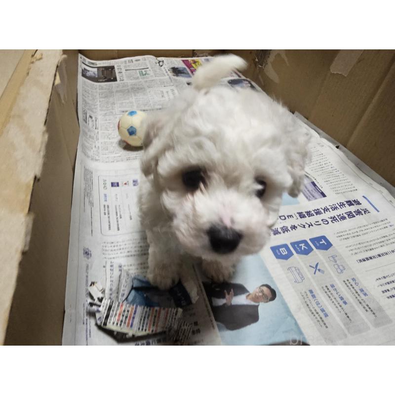 販売中の愛知県のビションフリーゼ-442956の6枚目