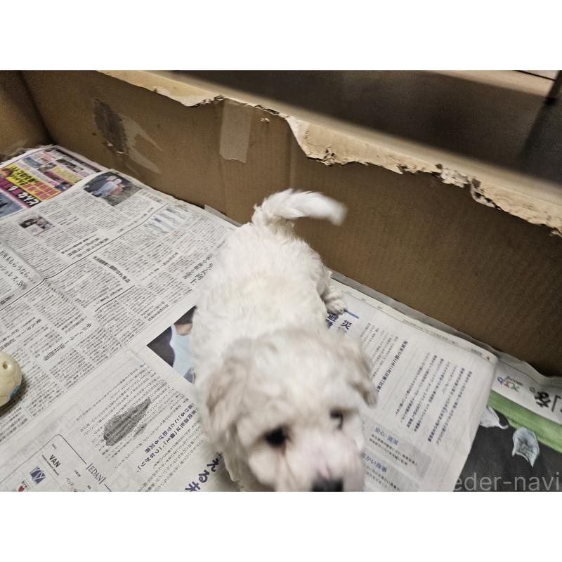 販売中の愛知県のビションフリーゼ-442956の5枚目