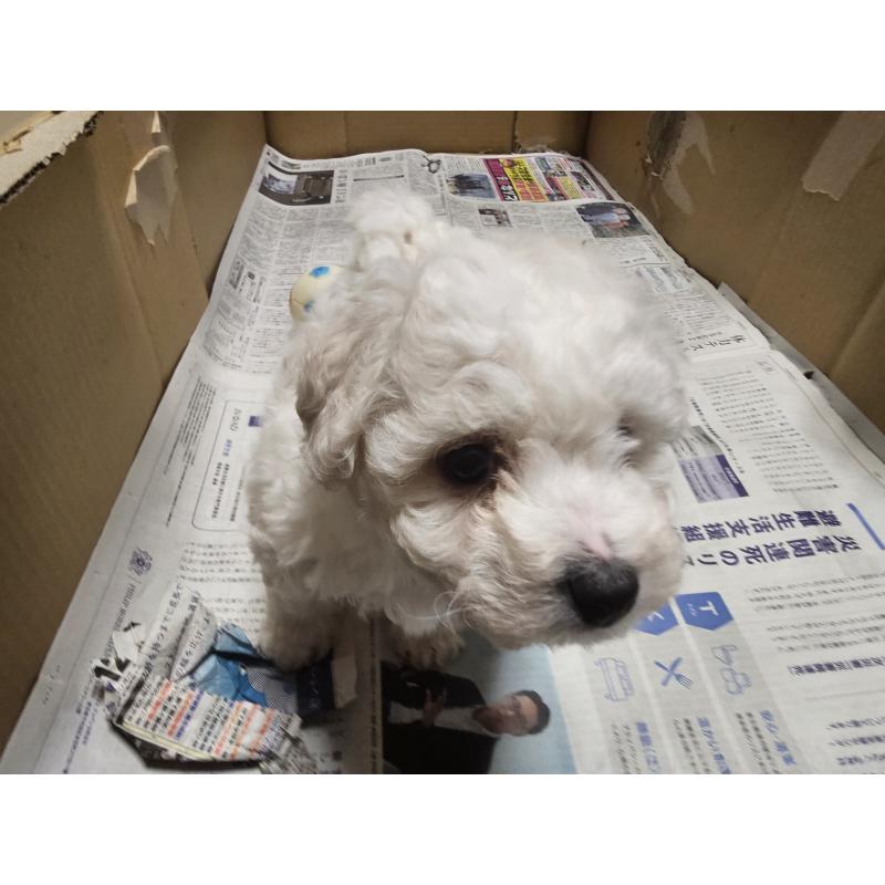 販売中の愛知県のビションフリーゼ-442956の2枚目