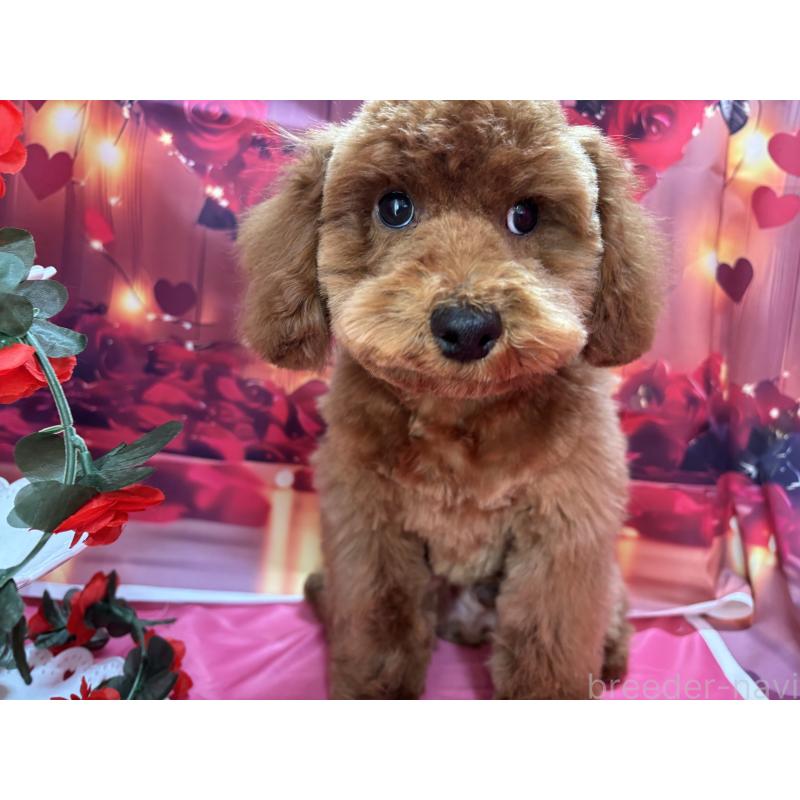 販売中の栃木県のトイプードル-423585の10枚目