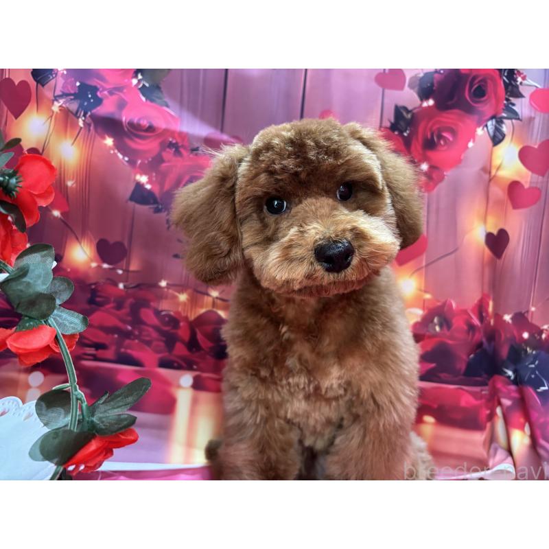 販売中の栃木県のトイプードル-423585の9枚目