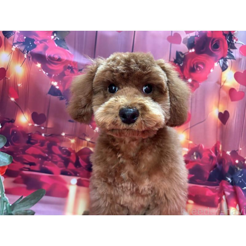 販売中の栃木県のトイプードル-423585の8枚目