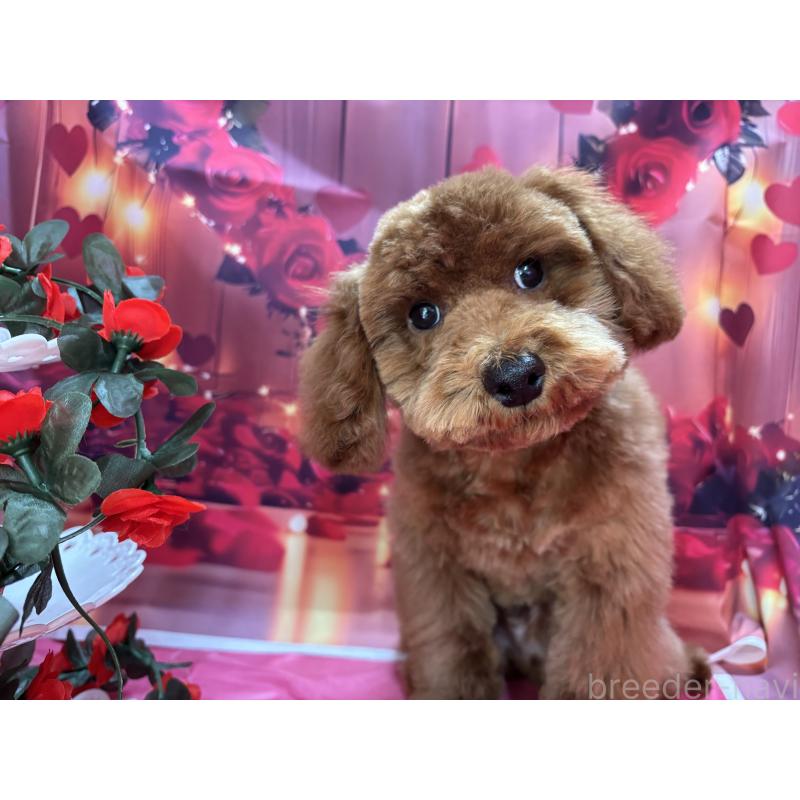 販売中の栃木県のトイプードル-423585の7枚目