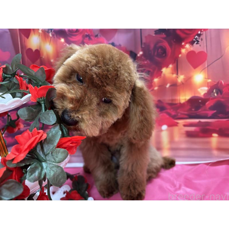 販売中の栃木県のトイプードル-423585の6枚目