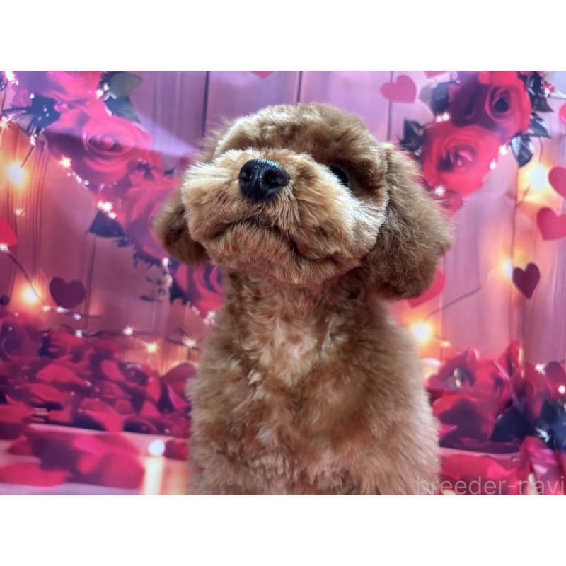 販売中の栃木県のトイプードル-423585の4枚目