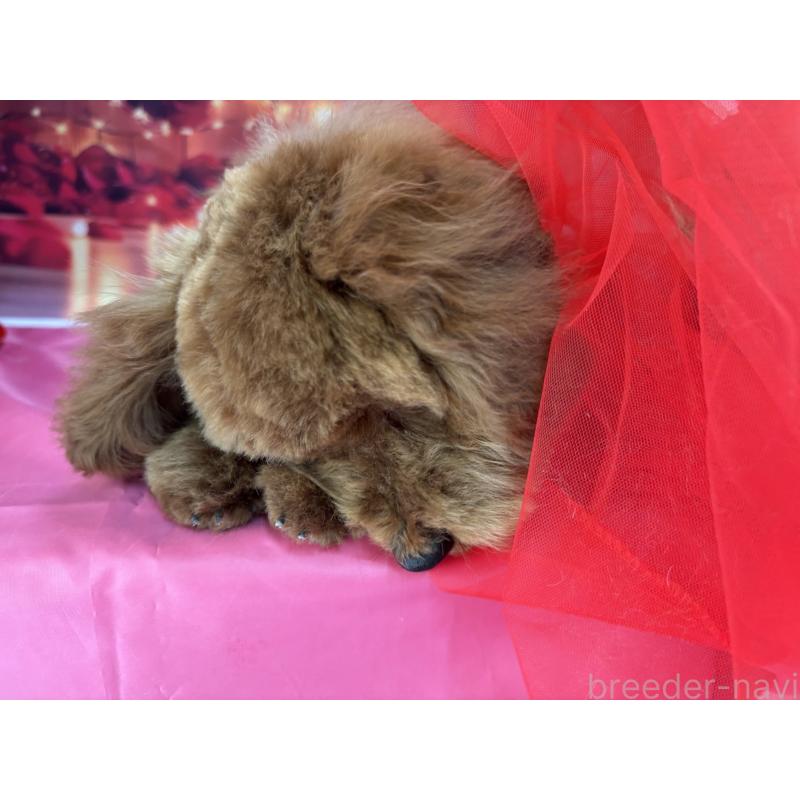 販売中の栃木県のトイプードル-423585の3枚目