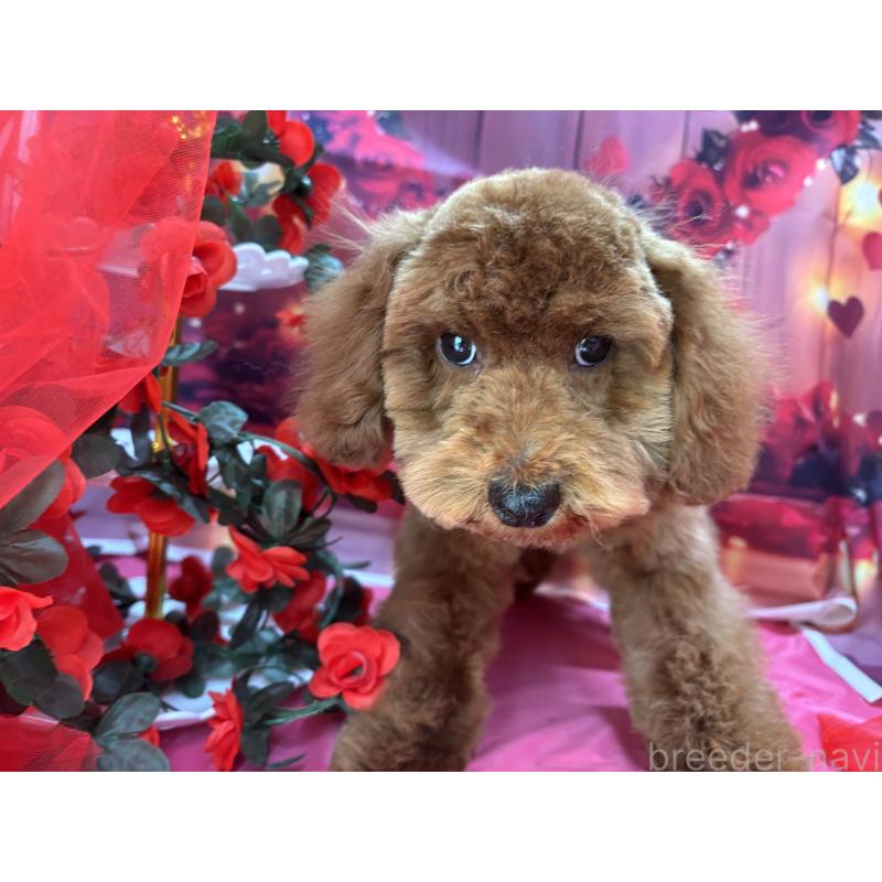 販売中の栃木県のトイプードル-423585の2枚目