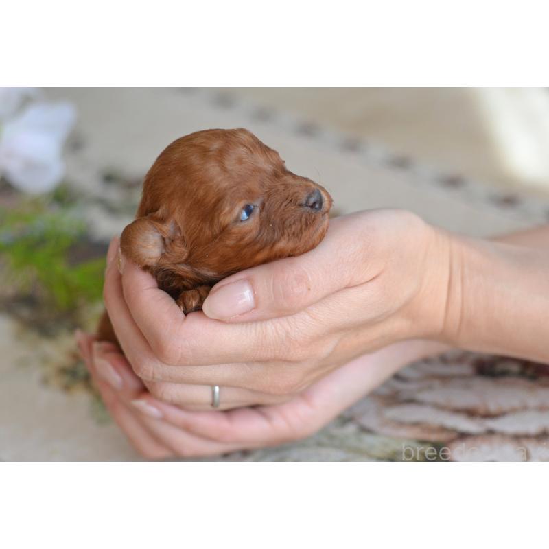 販売中の埼玉県のタイニープードル-442957の2枚目