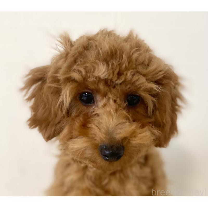 販売中の静岡県のトイプードル-442958の4枚目